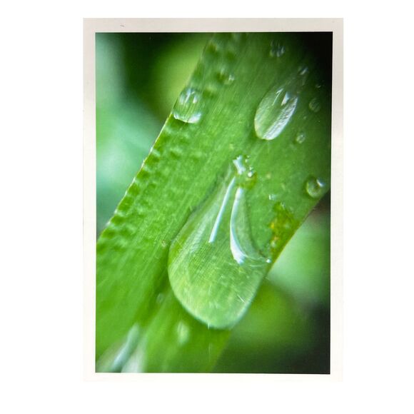 Cottage Series #1 ACEO Macro Photo *Limited Edition* Nature Mini Art Card - Picture 1 of 1